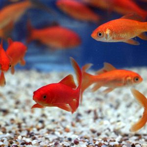 Small Goldfish 5cm