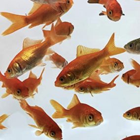 Small goldfish for pond