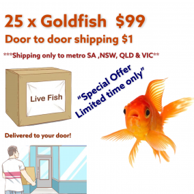 SPECIAL OFFER : Common Goldfish x 25 “Only $99 … Shipped to your door for $1”