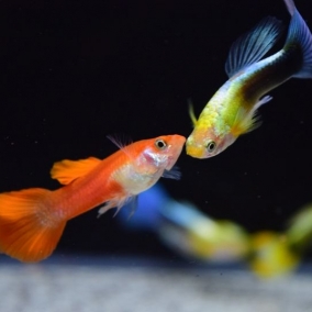 10x Assorted Fancy Guppies