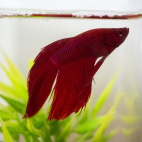 Male Fighter fish (Assorted color)