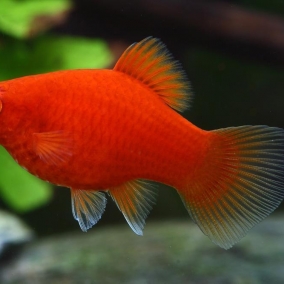 4X Assorted Platy