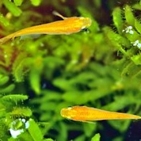 GOLD RICE FISH MEDAKA
