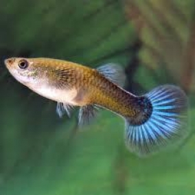 4x Assorted Female Fancy Guppy