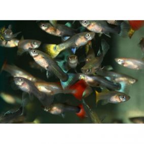 GUPPY FEMALE ASSORTED