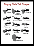 Useful Guppy information!