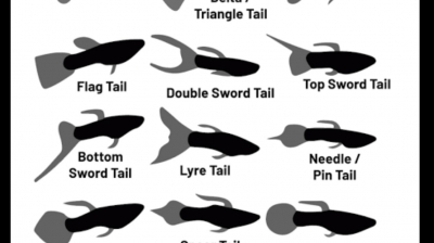 Useful Guppy information!