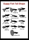 Useful Guppy information!