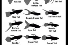 Useful Guppy information!