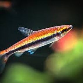 PENCIL FISH RED GOLD