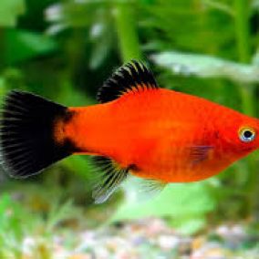 PLATY