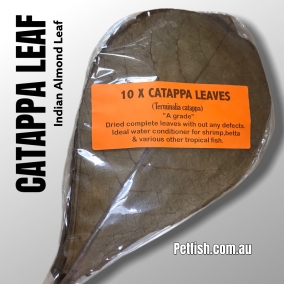 Indian Almond Leaf Large x 10