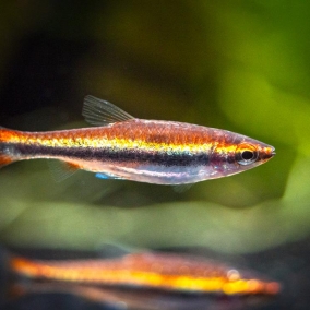 Pencilfish