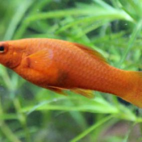 SWORD TAIL FEMALE