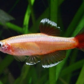 Golden white cloud x 2