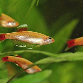 WHITE CLOUD GOLDEN MINOW