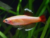 Cold water fish for outdoor pond -White Cloud Mountain Minnows!