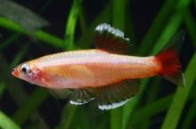 Cold water fish for outdoor pond -White Cloud Mountain Minnows!