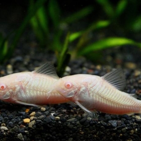 2x Corydora Assorted