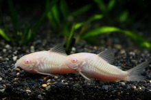 The helmet skin fish