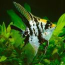 The tropical angel fish