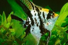 The tropical angel fish