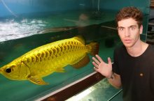 Video on Largest Arowana Breeder in Singapore!!