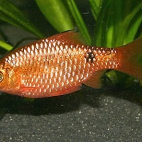 barb rosy