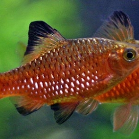 10x Rosy Barbs
