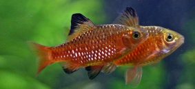 Another popular pond fish – Rosy Barb