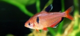 Beautiful serape tetra-Ideal fish for planted tank