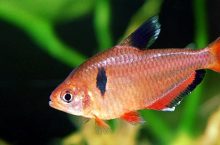 Beautiful serape tetra-Ideal fish for planted tank