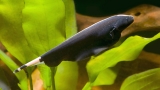 The knife fish or ghost knife