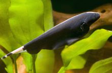 The knife fish or ghost knife