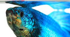 How to acclimatize your pet fish