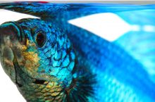 How to acclimatize your pet fish