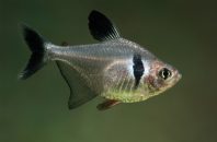Black phantom tetra!