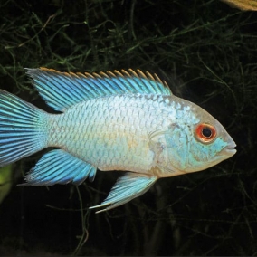 Electric Blue Acara x 2