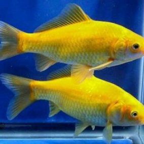 comet golden pond fish