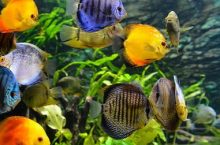 Reasons Why Everyone Should Own An Aquarium Tank