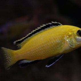 electric yellow cichild