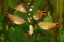 How To Feed Your Aquarium Fish?