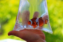 How To Quarantine And Introduce A  Newly Purchased Fish To Your Aquarium?