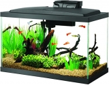 How To Setup A Beginner’s Fish Tank