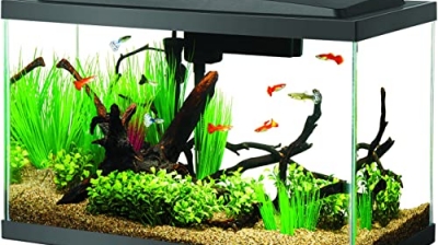 How To Setup A Beginner’s Fish Tank