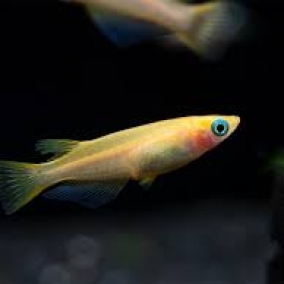 5x Medaka Pond Grown