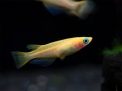 Medaka Pond Grown 3cm