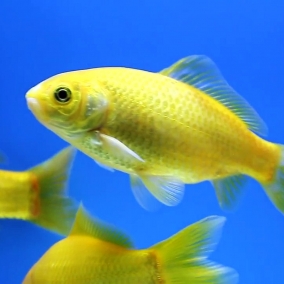 Marigold Comet Goldfish 5cm x 4