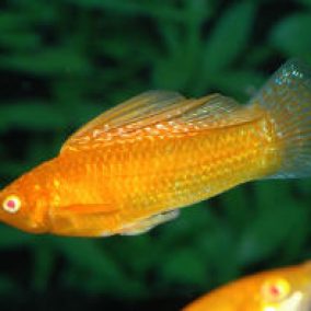 golden molly