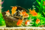 Common Types Of Goldfish